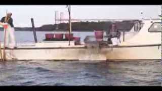 Eastern Shore watermen dredge oysters in Broad Creek [upl. by Nottap]