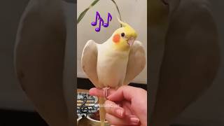 Adorable Singing Cockatiel 🎶🦜 cockatielscraze [upl. by Eiro365]