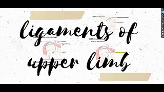 LIGAMENTS OF UPPER LIMB  ALL IN ONE PLACE [upl. by Elime783]