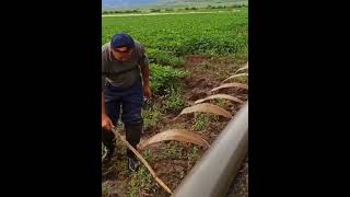 youtubeshorts agriculture viralvideo [upl. by Aytak287]