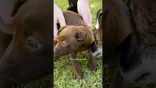 Rescued Pup Turns Into A Whole New Dog In Three Days  The Dodo [upl. by Rodina104]