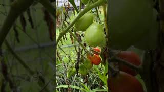 Gardening  San Marzano Tomatoes ripe ones [upl. by Nniuqal370]