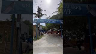 Feeding Tarpons in Belize cayecaulker belize tarpons love island vibes [upl. by Yticilef]