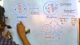 Nondisjunction of chromosome [upl. by Erej]