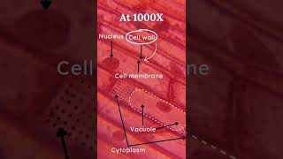 Onion Skin Epidermis Under Miscoscope 🔬  Class 9 Science Chapter 5  Learn Practically [upl. by Dewayne541]