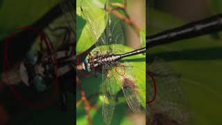 Entomology and Insects  Gomphidae ID  Dragonflies insectdiversity insects entomology [upl. by Frendel]