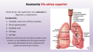 03 12 Anatomia del respiratorio 1º Parte [upl. by Durwood]