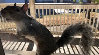 Squirrel checking for nuts [upl. by Rajiv728]