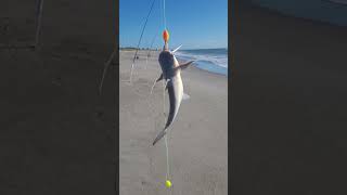 Transitioned from Hardhead catfish to sailcats at Cocoa Beach tight lines [upl. by Brodsky]