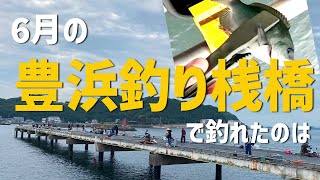 【豊浜釣り桟橋】6月に釣れたのは [upl. by Nahseez]