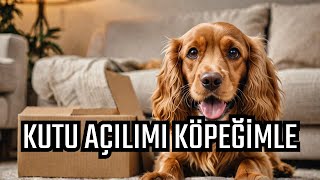 Cocker Köpeğimle Kargo Açıyoruz Kutu Açılım Videosu [upl. by Mixie661]