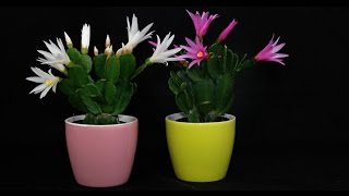 Hatiora graeseri  Osterkaktus Easter Cactus [upl. by Brock]