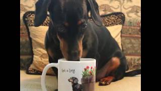 How Crusoe the Dachshund Gets Ready for His Day [upl. by Reynold]