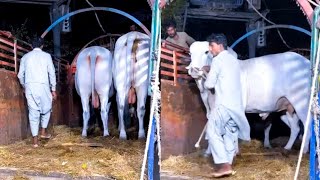 Sultan SIBBI BULL  Unloading from Aslam Makkah Cattle Farm 😎 [upl. by Pincas933]