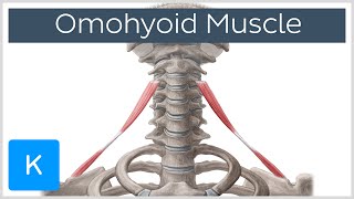 Omohyoid muscle  Origin Insertion Innervation amp Function  Human Anatomy  Kenhub [upl. by Esidnac416]