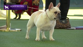 French Bulldogs  Breed Judging 2023 [upl. by Eirameinna102]