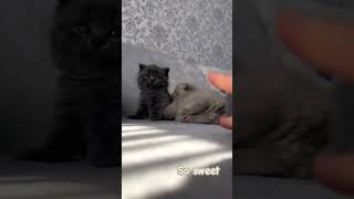 Cute puppy and funny cats 😻🐶 cat catlover cute animals pets kitten pets dog puppy [upl. by Noimad]