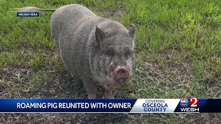 Potbellied pig spotted roaming around Osceola County returned home [upl. by Ekez719]