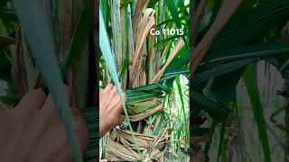 Co11015 sugarcane variety performing very wel sugarcanecultivation sugarcanecrop sugarcanevariety [upl. by Avuha]