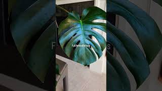 Monstera plants beautiful soilpot garden soiltypes farming propagation monstera love edit [upl. by Etak883]