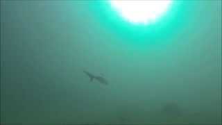 Sharks of Cabbage Tree Bay [upl. by Nolyaj]