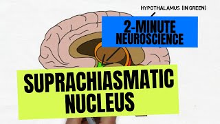 2Minute Neuroscience Suprachiasmatic Nucleus [upl. by Lladnar]