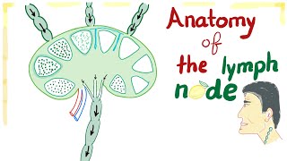 Anatomy of the Lymph node  Best Explanation Ever [upl. by Mohl142]