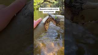 Beaver Dams Restoring Wetlands  How Beavers Create Habitat For Endangered Chinook Salmon [upl. by Mojgan]