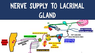 NERVE SUPPLY TO LACRIMAL GLAND  NEUROANATOMY [upl. by Renmus]