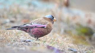 GrayCrowned RosyFinch [upl. by Lunetta]