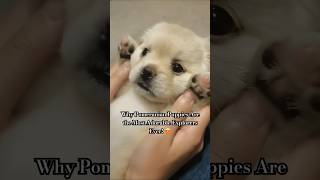 Why Pomeranian Puppies Are the Most Adorable Explorers Ever 😍 shorts cute funnypuppy [upl. by Rma]