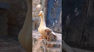 kutte Aur batak ki Pyar Bhari Dosti 😍 animals factomate pets petlovers [upl. by Ileyan34]