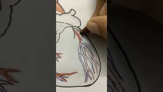 heart diagram ll Heart diagram class 10  easy ll heart sketch art drawing diagram viralvideo [upl. by Thar]