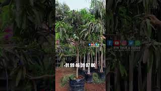 കവറിൽ വെച്ച മാമ്പഴത്തോടുകൂടിയ നീലൻ മാവ് NEELAM MANGO Green Agro Farm Randathani [upl. by Ellerret987]