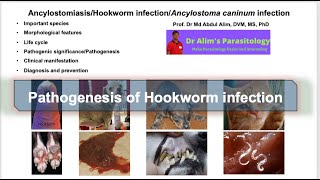 Ancylostoma caninumAncylostomiasisHookworm infection in dogs and cats Life cycle of Hookworm [upl. by Nadia]