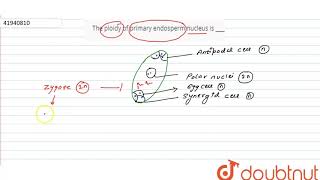 The ploidy of primary endosperm nucleus is [upl. by Joliet]