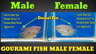 How To Identify Male And Female Gourami Fish [upl. by Eniksre]