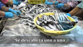 Anchoas de Santoña Blasan Ayer y Hoy de la Anchoa en Santoña [upl. by Lilias291]