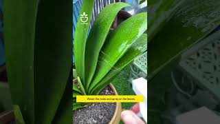 Tips to help clivia bloom garden namrose plants gardening clivia rose [upl. by Nomead852]