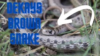 DeKays Brown snakeSnake Facts [upl. by Nymassej225]