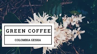 Green coffee beans Colombia Gesha [upl. by Grube32]