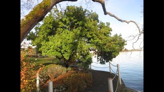 Large Arbutus Strawberry tree in Victoria BC [upl. by Nosdivad107]