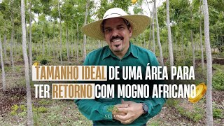 TAMANHO IDEAL DA ÁREA PARA TER RETORNO COM MOGNO AFRICANO [upl. by Nema]