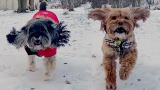 Cockapoos 🐶🐶 Running at the Camera Through the Snow ❄🌨 [upl. by Husch]