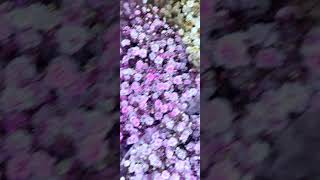 Gypsophila cut flowers [upl. by Annohsat]