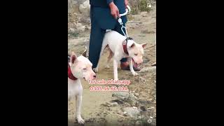 ArmaanMalik Dogs Saller WhatsApp number 03059660104 [upl. by Drucy291]