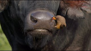 Oxpecker cleaning a buffalo’s nostrils and ears [upl. by Lladnarc]