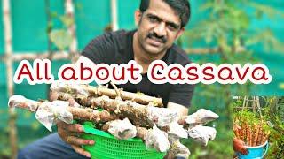 CASSAVA PLANT  TAPIOCA STEM PROPAGATION [upl. by Seiden]