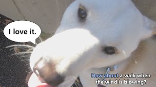 White Shiba Inu：How about a walk when the wind is blowing？ 【English】 [upl. by Ylla]