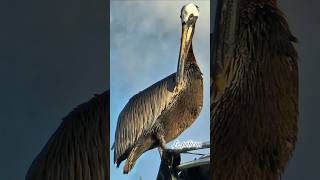 Magique nature pelicans nuage clouds arcenciel rainbow antilles naturelovers faunesauvage [upl. by Kelcy]